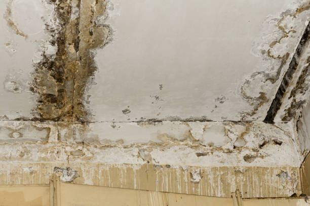 Best Residential Mold Inspection & Testing  in Geneseo, IL